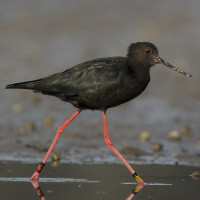 Black Stilt